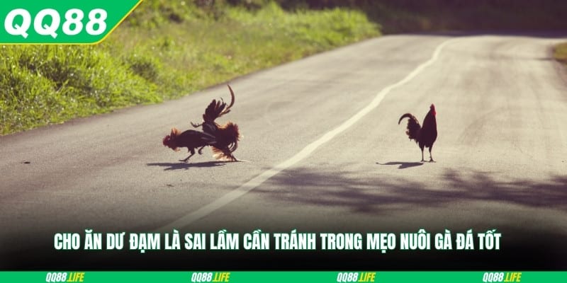 Cho ăn dư đạm là sai lầm cần tránh trong mẹo nuôi gà đá tốt