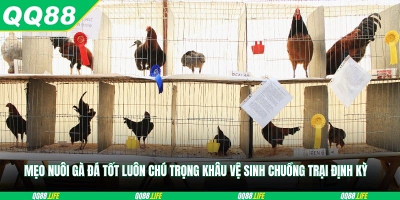 Mẹo nuôi gà đá tốt luôn chú trọng khâu vệ sinh chuồng trại định kỳ